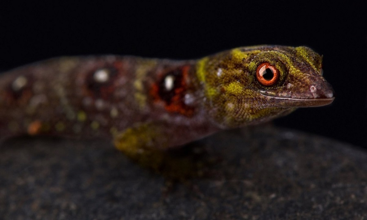 مارمولک جواهرنشان!