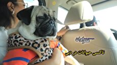 ببینید| تاکسی مخصوص حیوانات خانگی در دبی