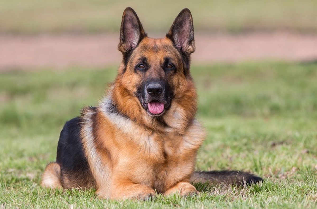 سگ ژرمن شپرد حمله پلنگ وحشی را ناکام گذاشت (فیلم)