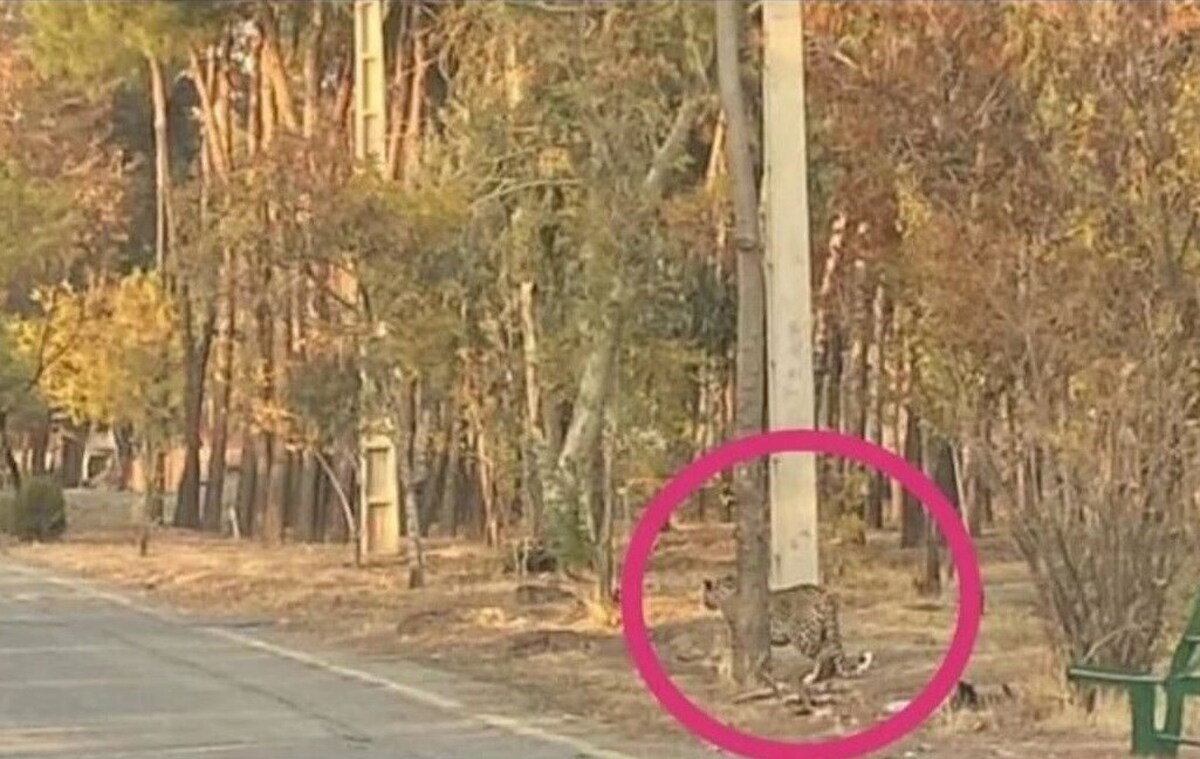 محیط زیست: «پلنگ سرخه‌حصار» گربه‌ها و سگ‌های بلاصاحب را شکار می‌کند / خطری متوجه شهروندان نیست