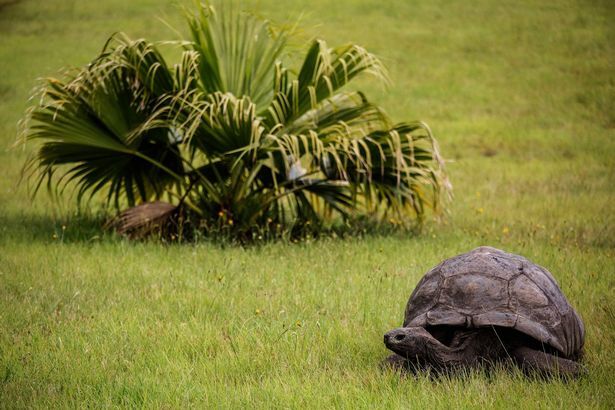 جشن تولد پیرترین لاکپشت دنیا؛ جاناتان ۱۹۰ ساله شد (+عکس)
