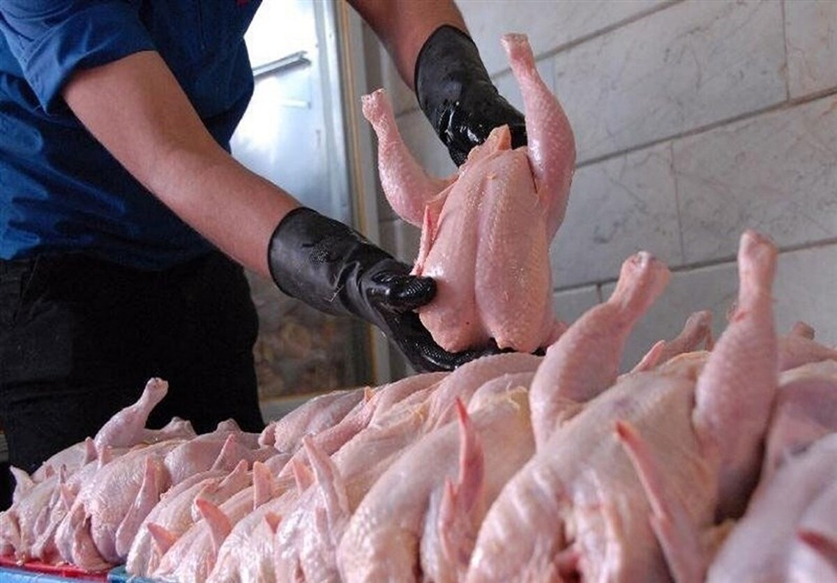 درخواست اتحادیه مرغداران: مردم مرغ ذخیره کنند تا گران نشود