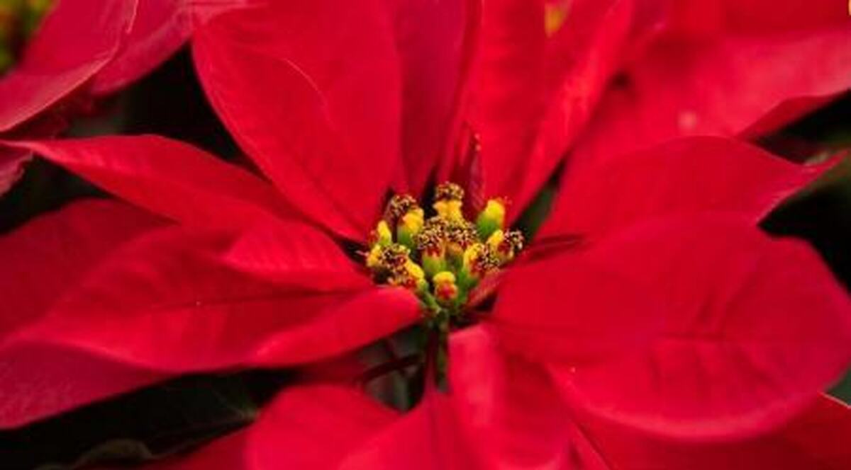 بازار داغ گل کریسمس در مکزیک (+عکس)