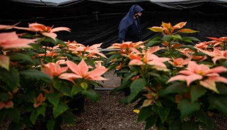 بازار داغ گل کریسمس در مکزیک (+عکس)