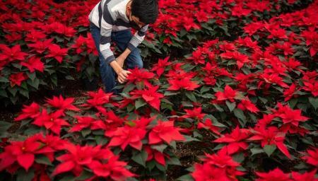 بازار داغ گل کریسمس در مکزیک (+عکس)