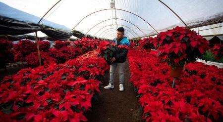 بازار داغ گل کریسمس در مکزیک (+عکس)