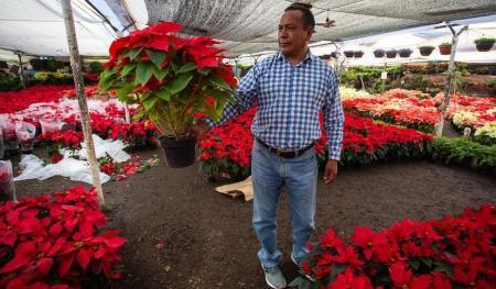 بازار داغ گل کریسمس در مکزیک (+عکس)