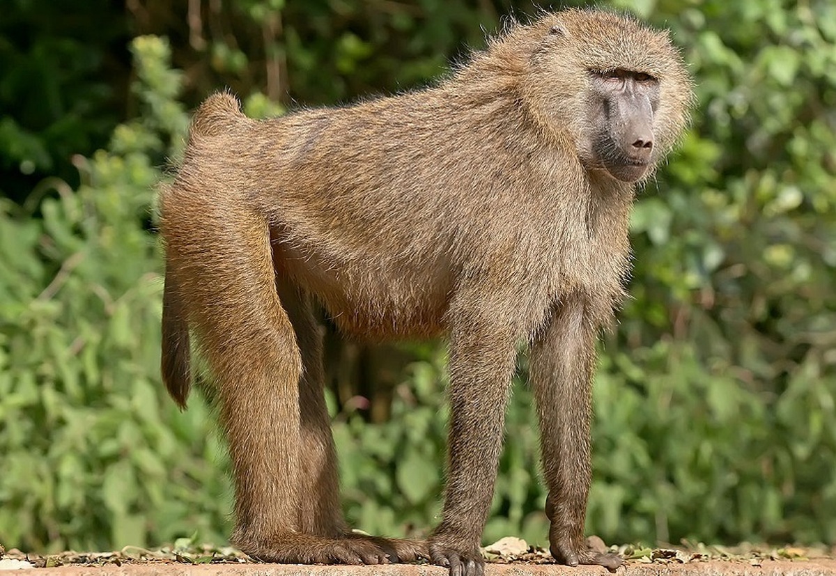 بابون گرسنه، فلامینگو را زنده زنده خورد! (فیلم)