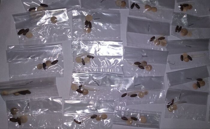 اقتصاد رمالی؛ از قتل 350هزار تومانی تا فالگیری 2میلیاردی! 3