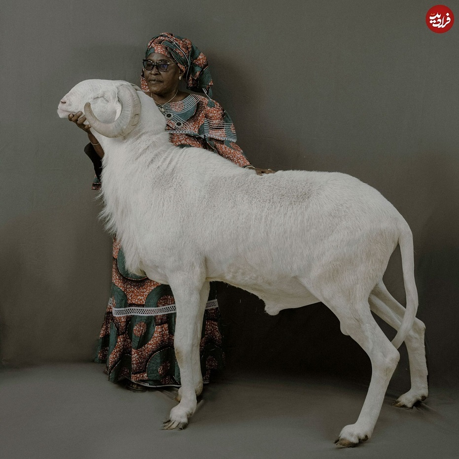 گوسفند‌های شگفت‌انگیز ۳میلیارد تومانی! (+عکس)