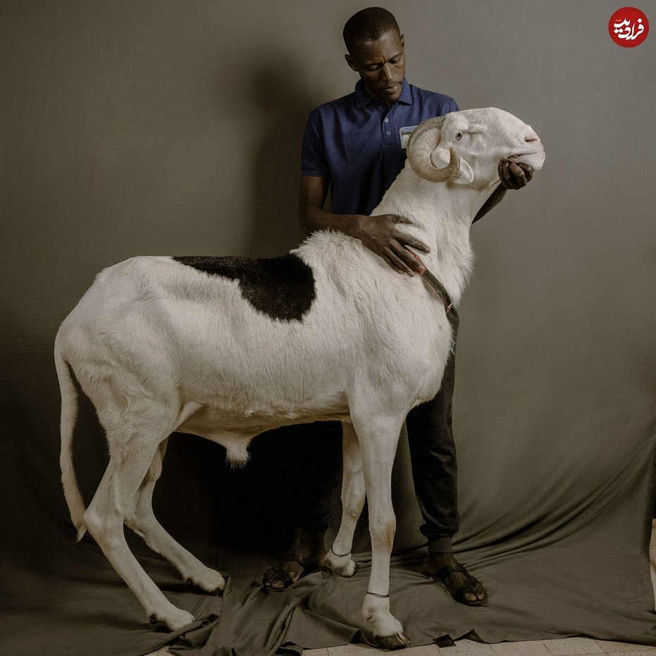 گوسفند‌های شگفت‌انگیز ۳میلیارد تومانی! (+عکس)