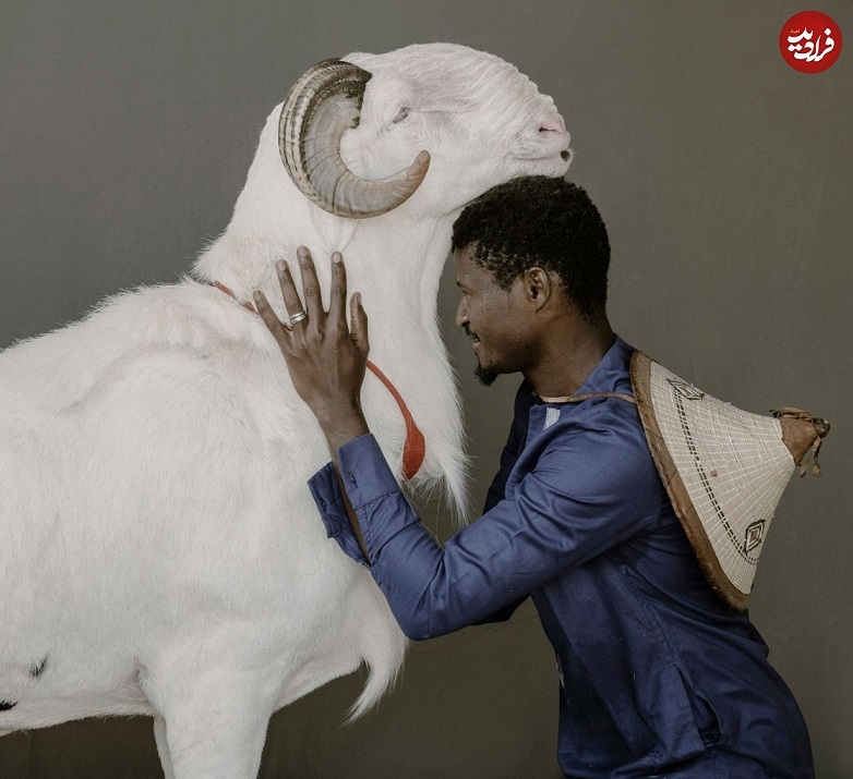 گوسفند‌های شگفت‌انگیز ۳میلیارد تومانی! (+عکس)