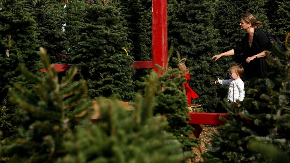 ببینید| درخت کریسمس هم گران شد