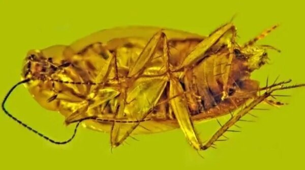 کشف راز سوسک ۳۰میلیون ساله در کهربا