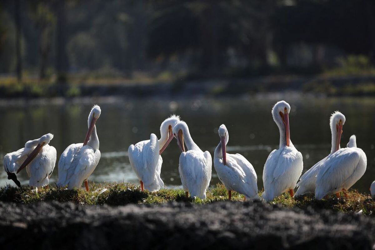 ببینید| بازگشت پلیکان‌های مهاجر به پایتخت مکزیک