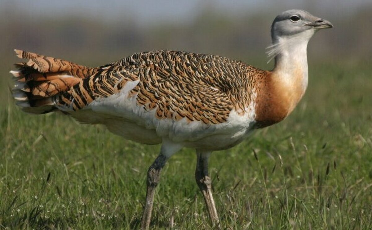 این پرنده‌ باشکوه کمیاب گیاهان دارویی را می‌شناسد (+عکس)