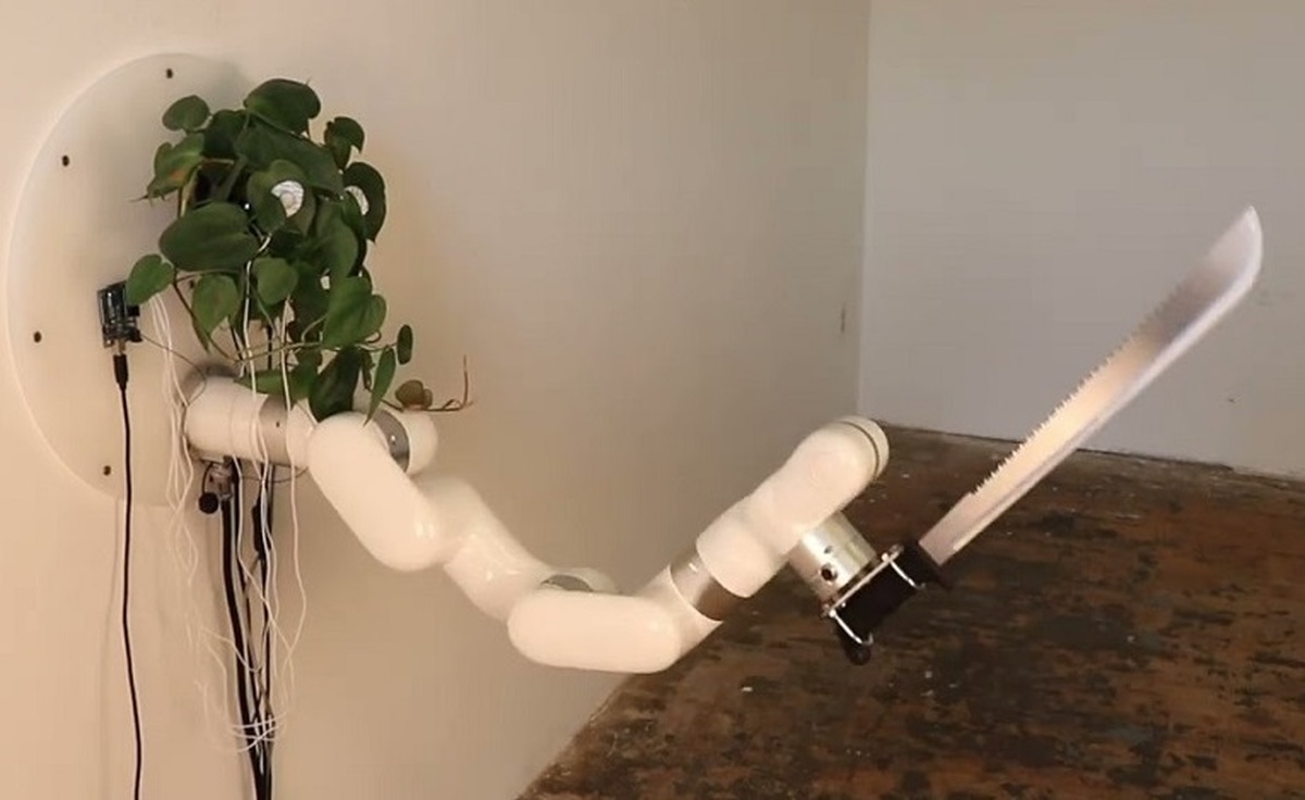 با اولین گیاه شمشیرزن جهان آشنا شوید! (+فیلم)