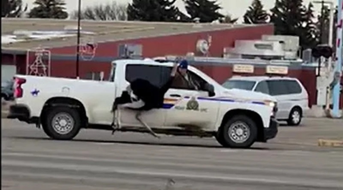ببینید| تعقیب و گریز شتر مرغ‌ها توسط پلیس کانادا