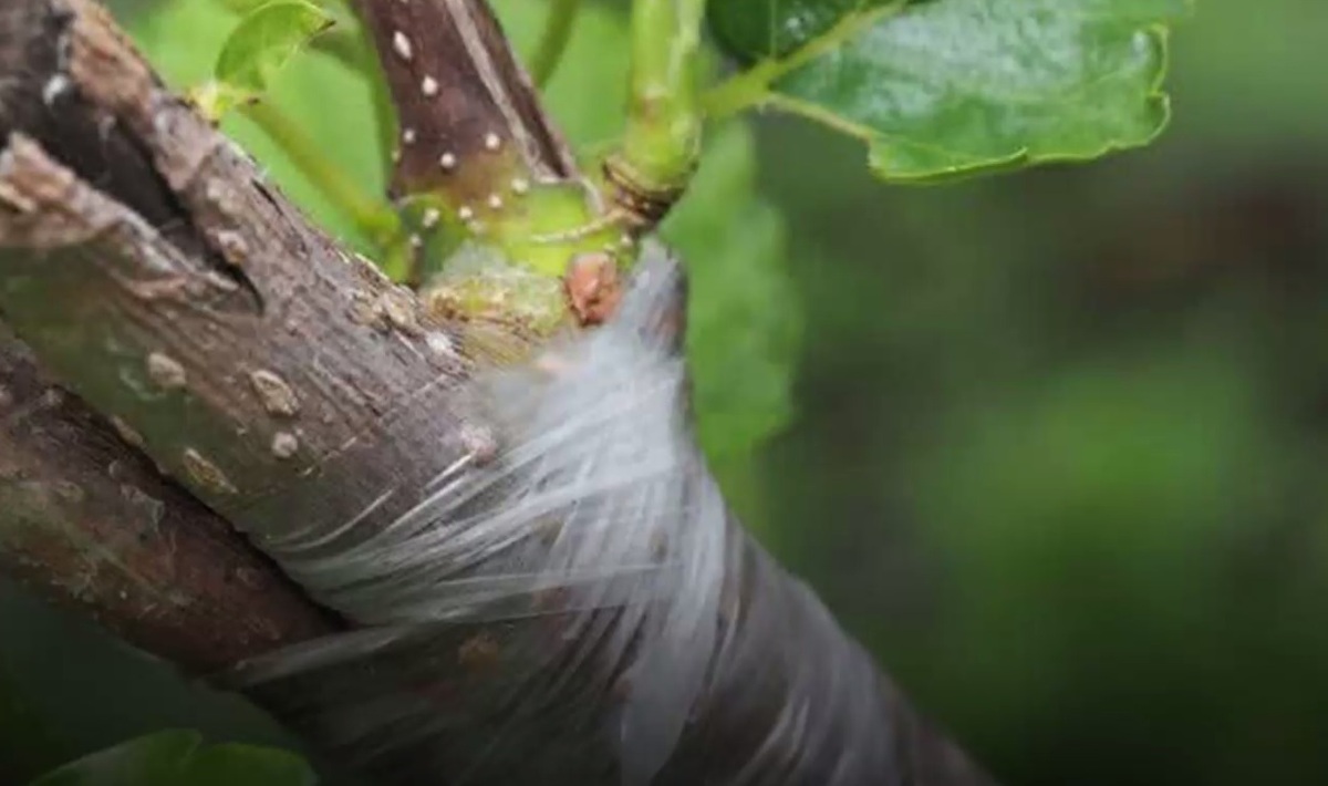 چگونه با نی گل‌ها را پیوند بزنیم؟ (فیلم)