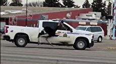 ببینید| تعقیب و گریز شتر مرغ‌ها از دست پلیس کانادا