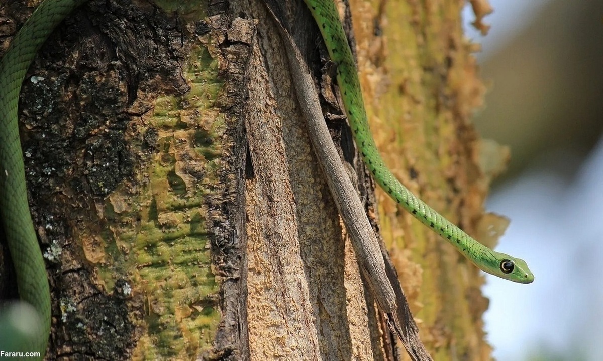 مار سبز یک قورباغه بزرگ را شکار کرد (+عکس)