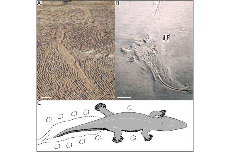 ظاهر عجیب اجداد کروکودیلها ظاهر عجیب اجداد کروکودیلها