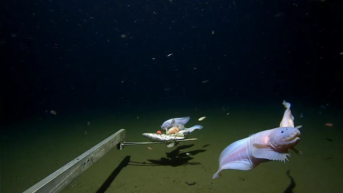 عمیق‌ترین تصویر ثبت‌ شده از زیر دریا