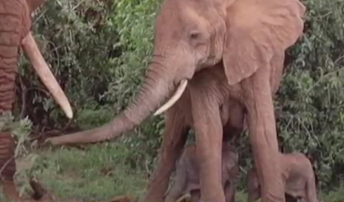 اتفاقی نادر برای فیل آفریقایی! (فیلم)