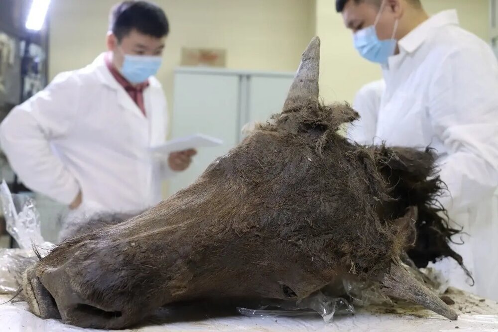 حیوان باستانی منقرض شده به حیات باز می‌گردد؟ (+عکس)