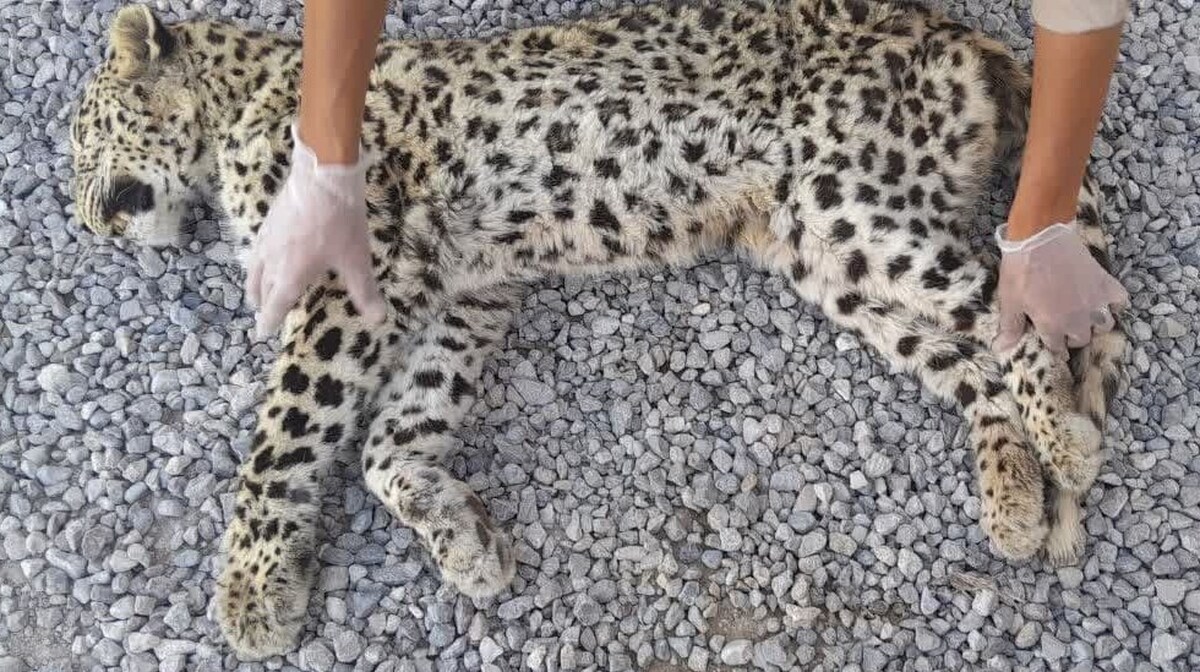 تلف شدن یک قلاده پلنگ دیگر در کهگیلویه و بویراحمد