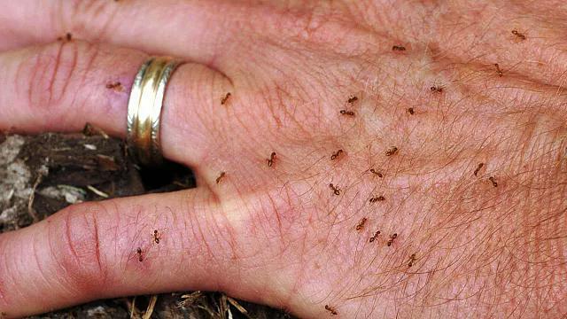 دانشمندان رابطه جنسی عجیب مورچه «دیوانه» را کشف کردند