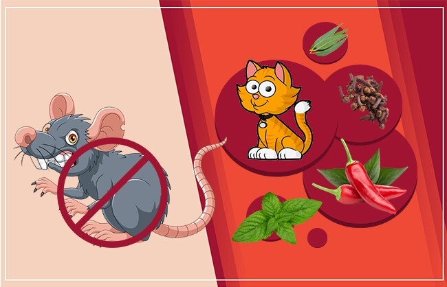 موش از چه چیزی بدش میاد؟