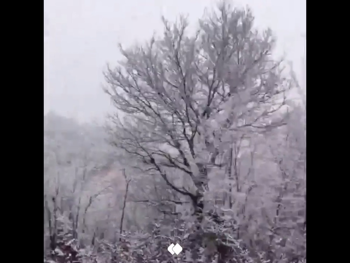 ببینید |  بارش برف بهاری در جنگل هزارجریبِ مازندران