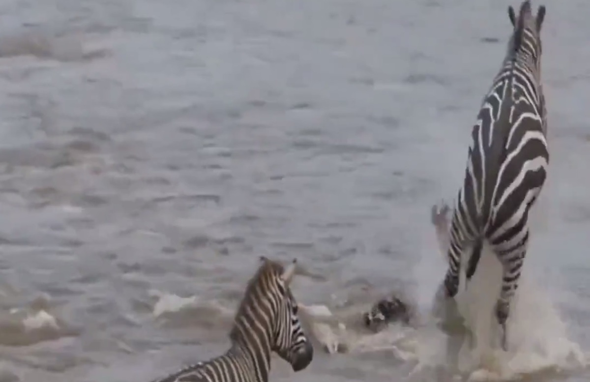 ببینید | پرش گوررخر بدشانس به دهان کروکودیل‌ها