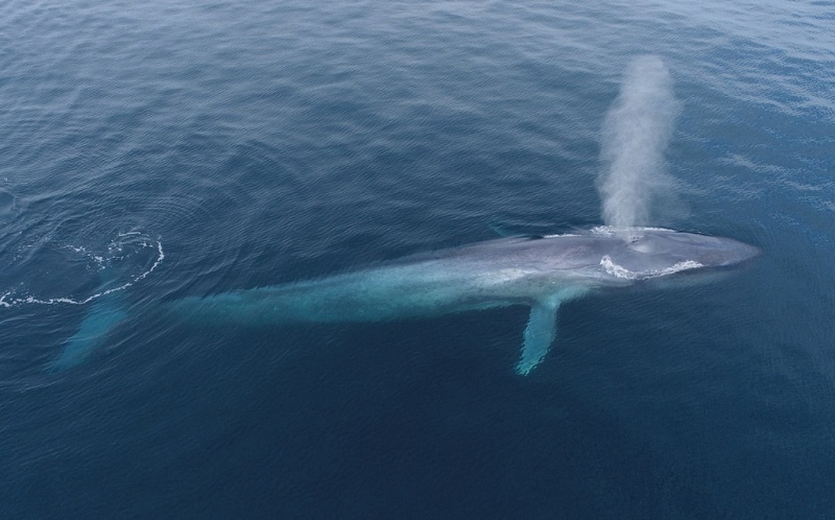 کشف یکی از بزرگترین راز‌های پزشکی/ چرا نهنگ‌ها به سرطان مبتلا نمی‌شوند؟