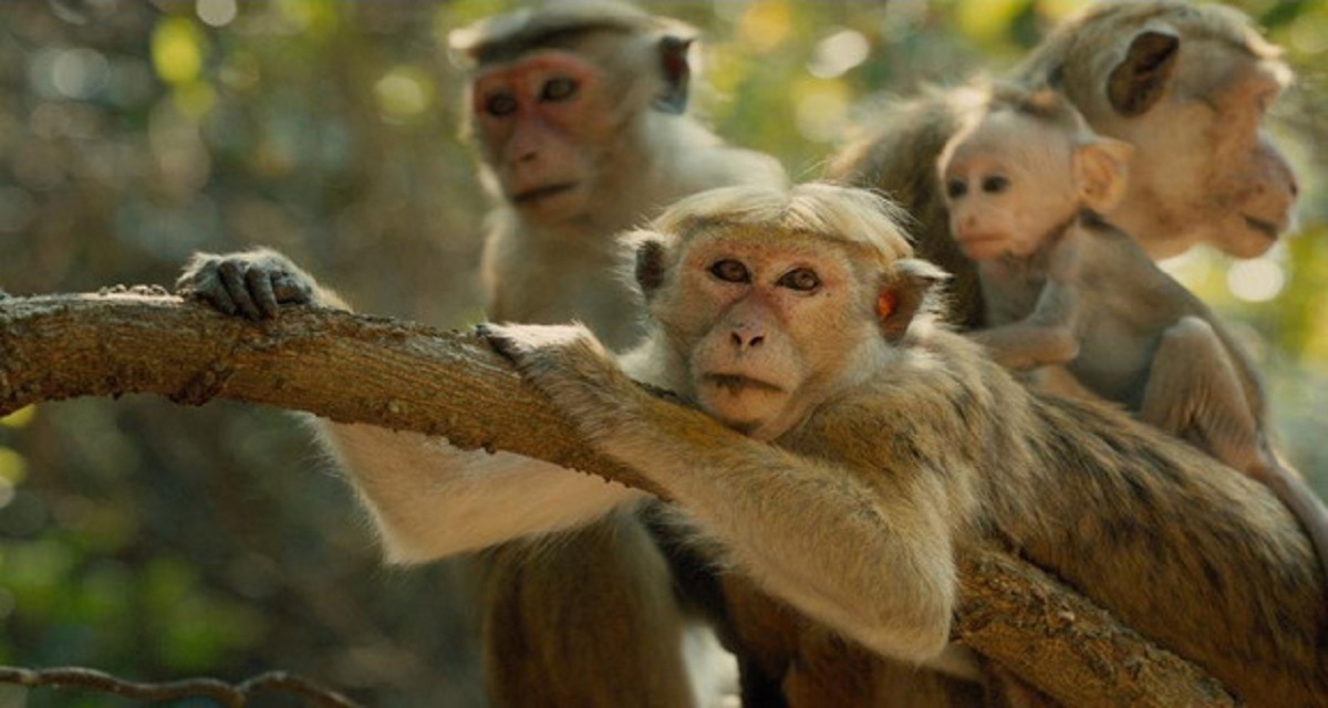 صادرات 100هزار میمون سریلانکایی به چین
