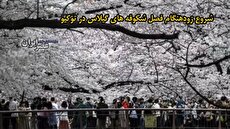 ببینید| آغاز زود هنگام شکوفه‌های گیلاس در ژاپن همه را متعجب کرد