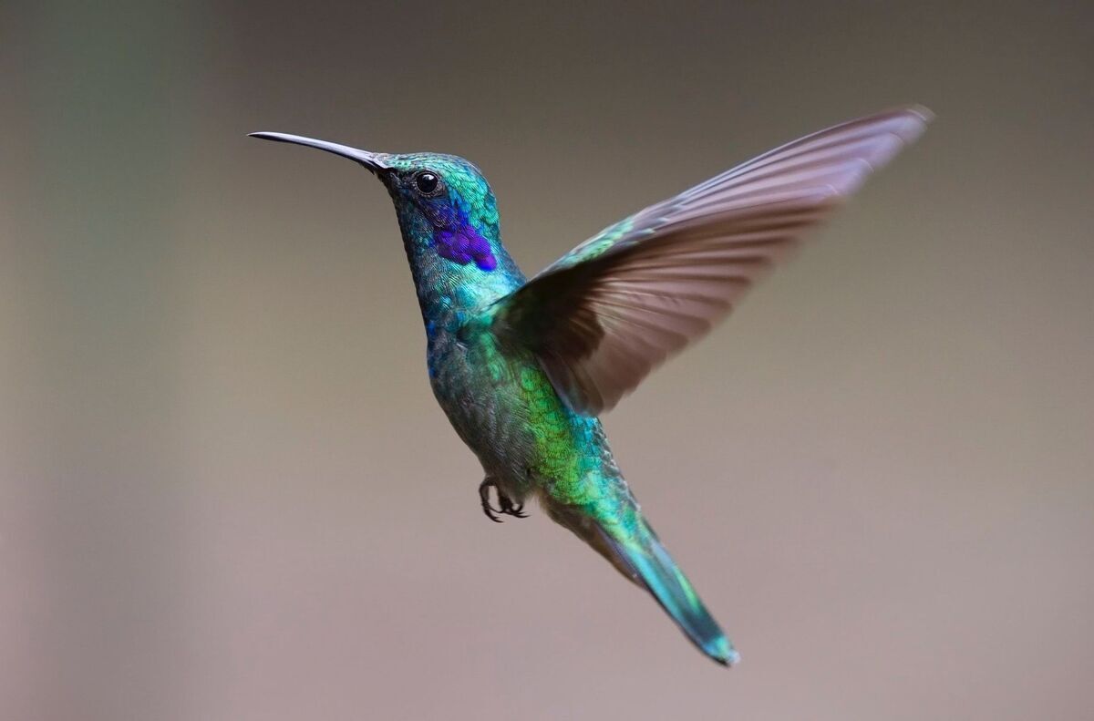 ببینید| پرنده‌ای شگفت‌انگیز که در یک دقیقه ۶۲ بار رنگ عوض می‌کند