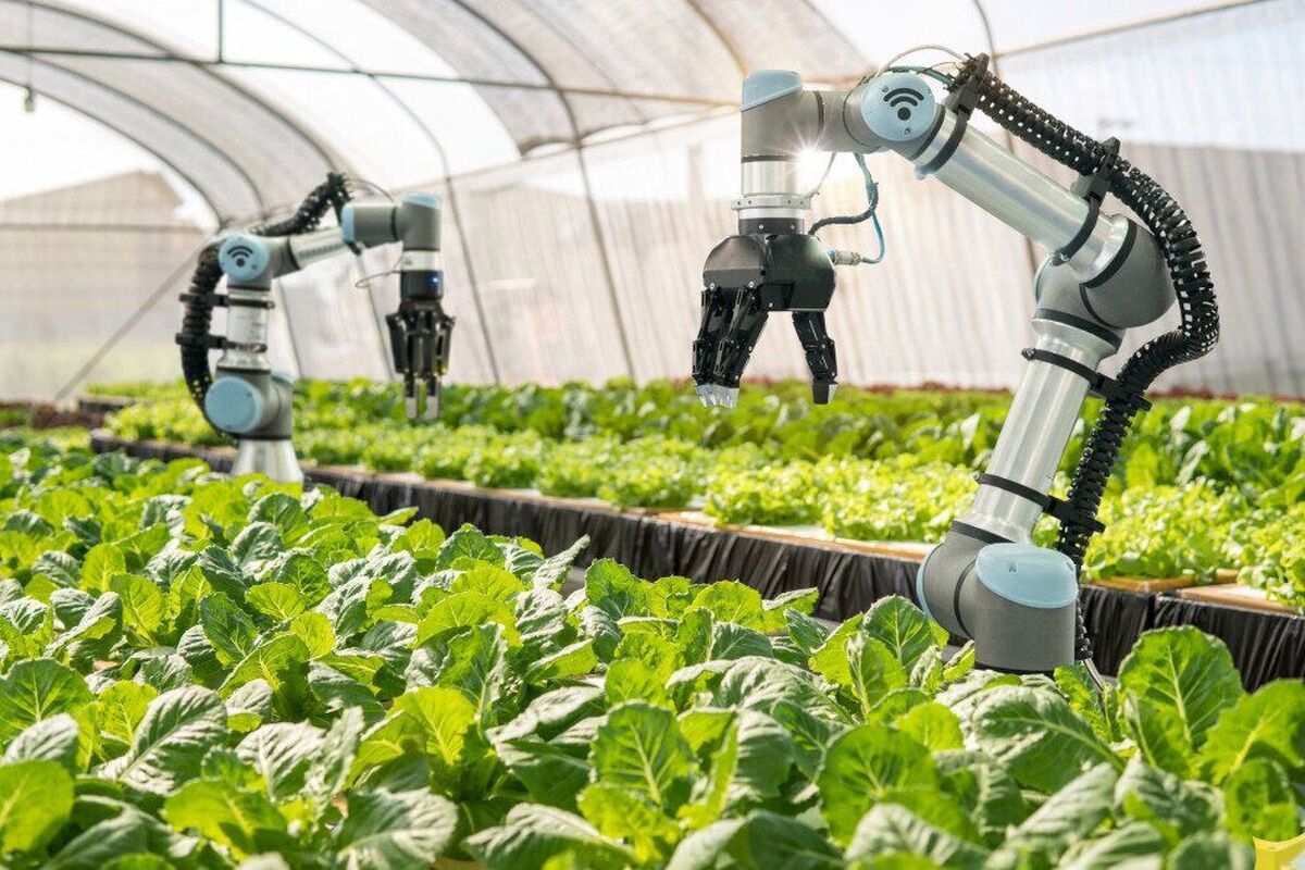 کره جنوبی/ ربات های هوشمند مزرعه به کمک کشاورزان می آید