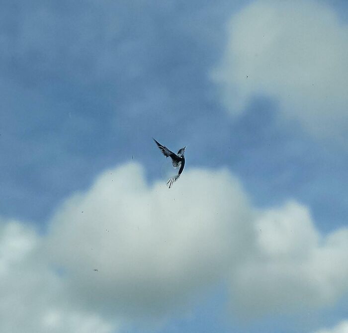 تصادفیترین لحظاتی که دوربینها شکار کردند و خیره کننده شد (عکس) تصادفیترین لحظاتی که دوربینها شکار کردند و خیره کننده شد (عکس)