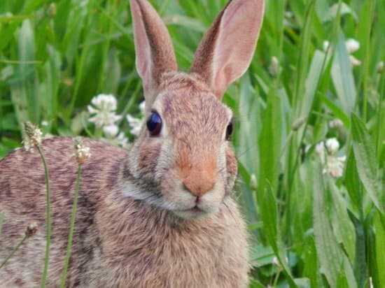 گوشت خرگوش در اسلام حرام است؟ گوشت خرگوش در اسلام حرام است؟