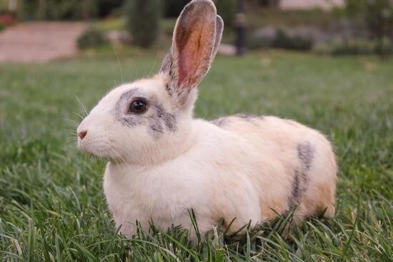 گوشت خرگوش در اسلام حرام است؟ گوشت خرگوش در اسلام حرام است؟