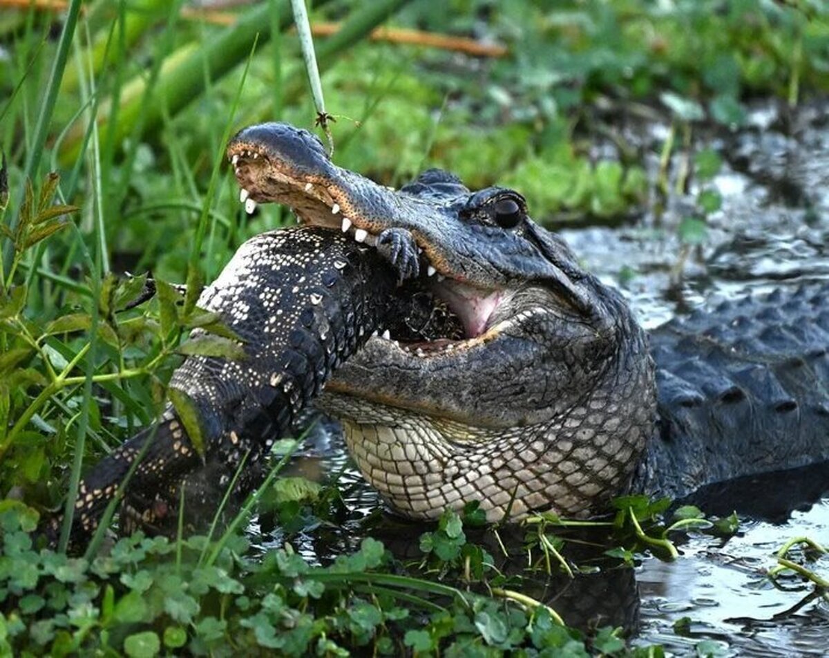 یک تمساح هم‌ نوع‌ خودش را خورد! (+عکس)