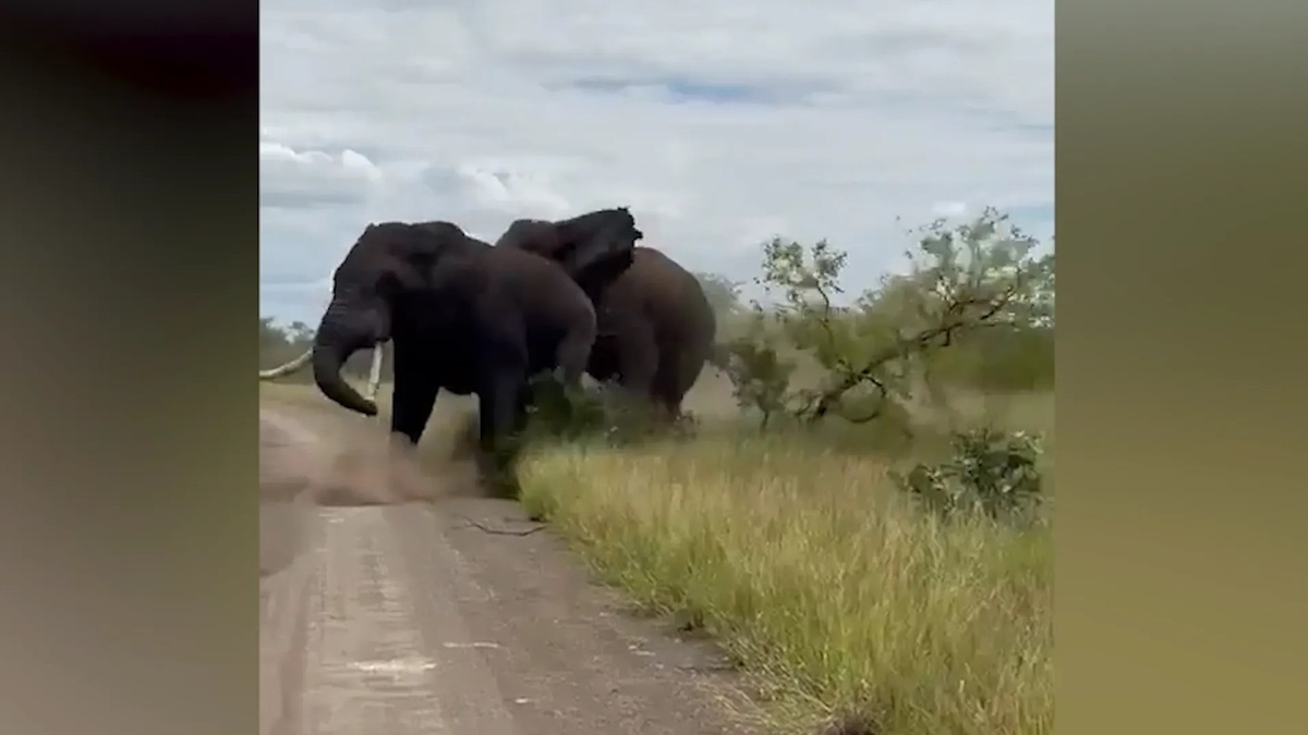 ببینید| دوئل دو فیل در آفریقای جنوبی/ یک درخت را می‌شکنند