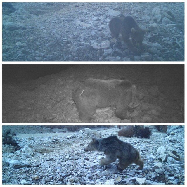 قلاده خرس قهوه‌ای ماده به همراه دو توله