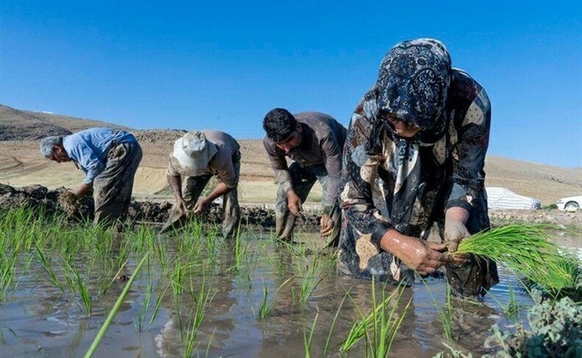 فوت دومین جوان کشاورز در مازندران بر اثر بیماری "تب شالیزار"