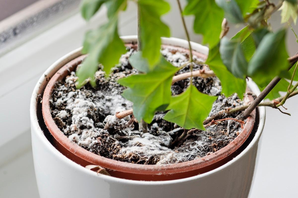 ۳ دلیل برای کپک زدن خاک گیاهان آپارتمانی