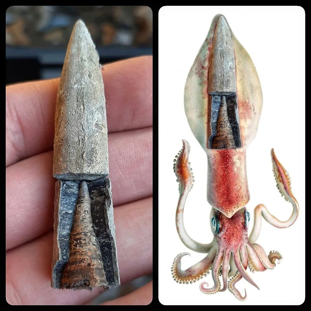 بلمنیت بلمنیت