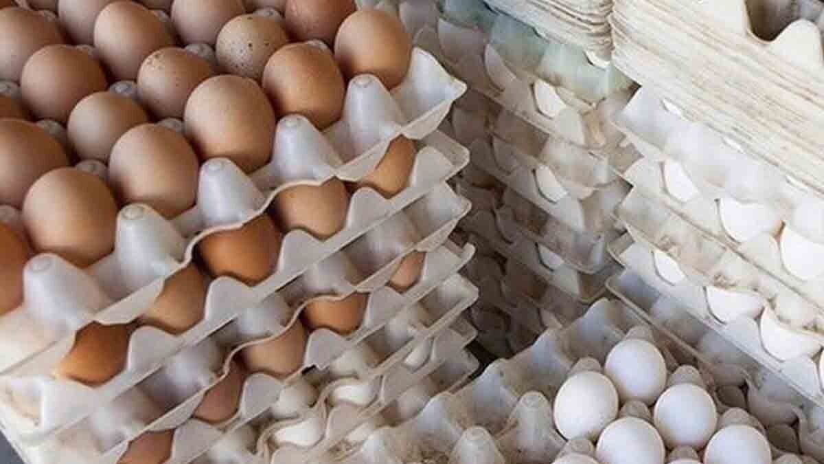 اتحادیه: چاره‌ای جز افزایش قیمت تخم مرغ نداشتیم