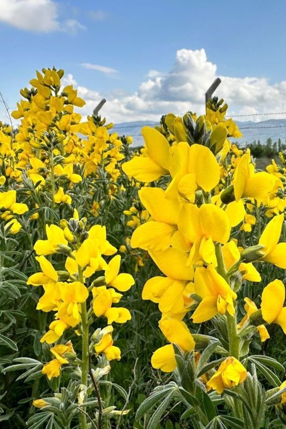 ۶۰۰ میلیون تومان جریمه نقدی برای چیدن این گل در ترکیه ! (عکس) 